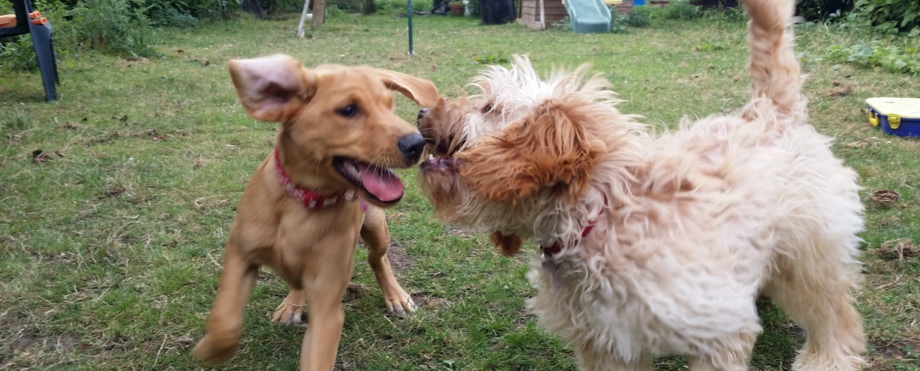 Dog Agility Training Milton Keynes
